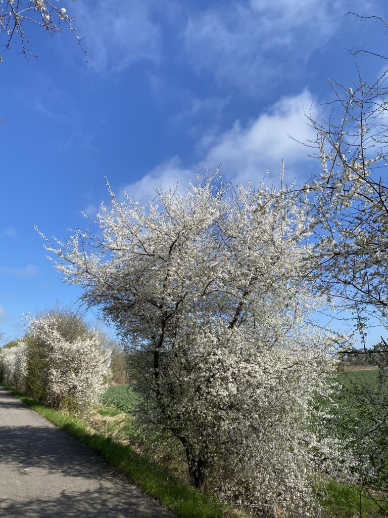 forårsstemning og hvide blomster på buske