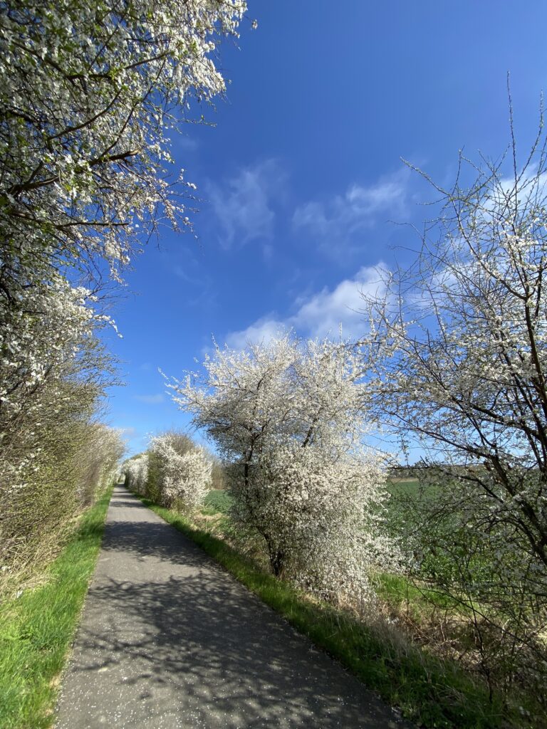 forår - hvide blomster på træer og buske
