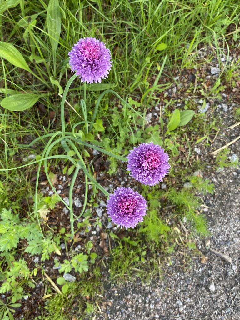 grøftekantblomst i juni