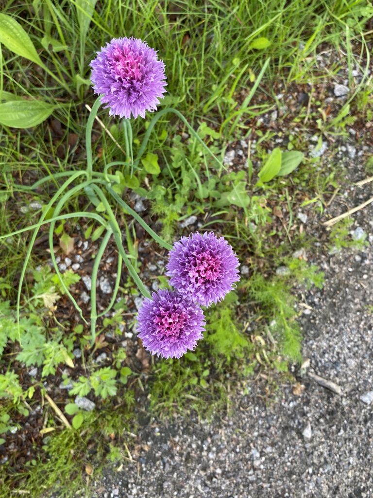 grøftekant i juni