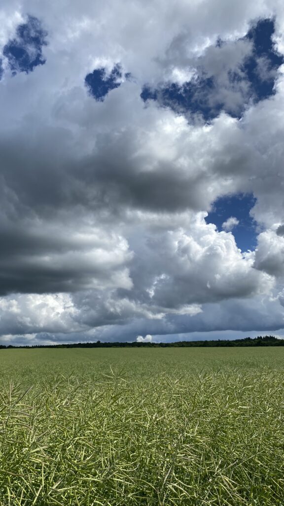 Junihimmel sommer