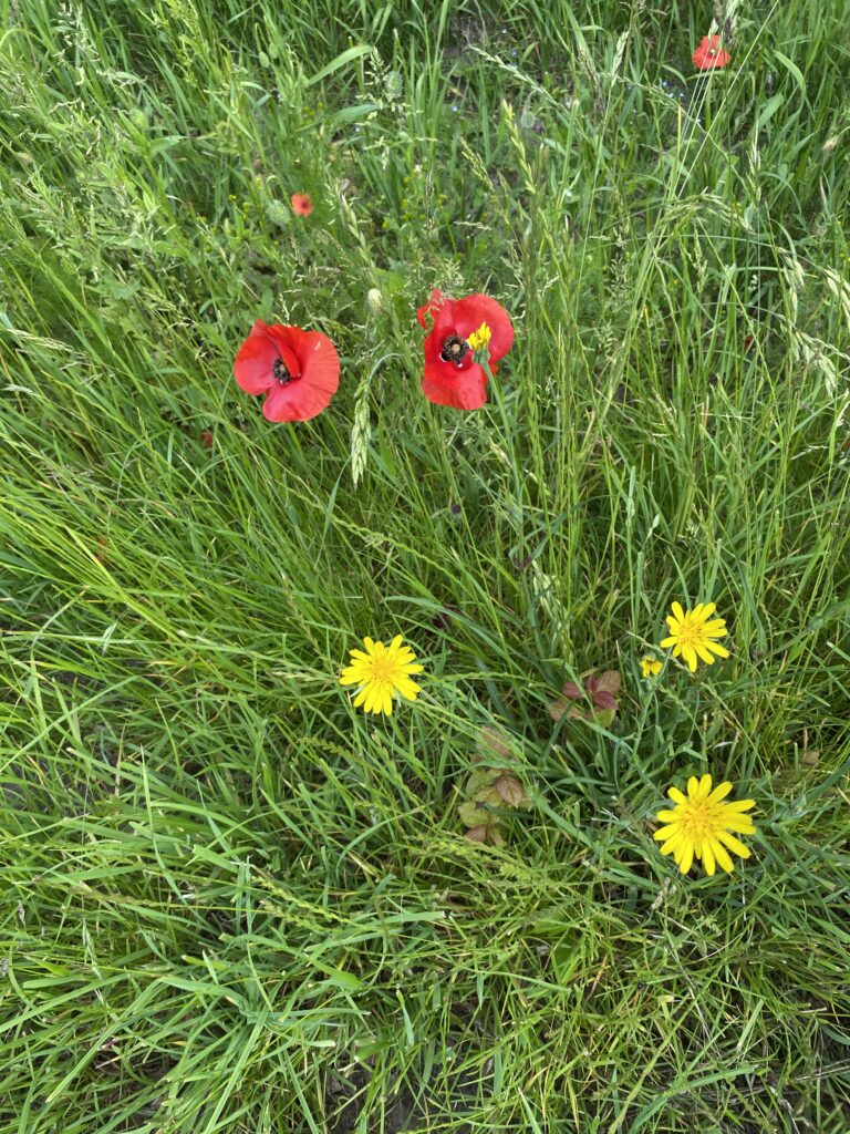 Grøftekantblomster i juni