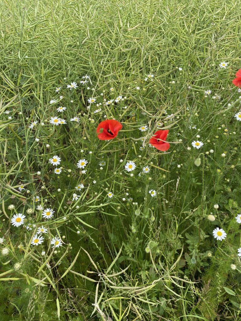 Grøftekantblomster i juni