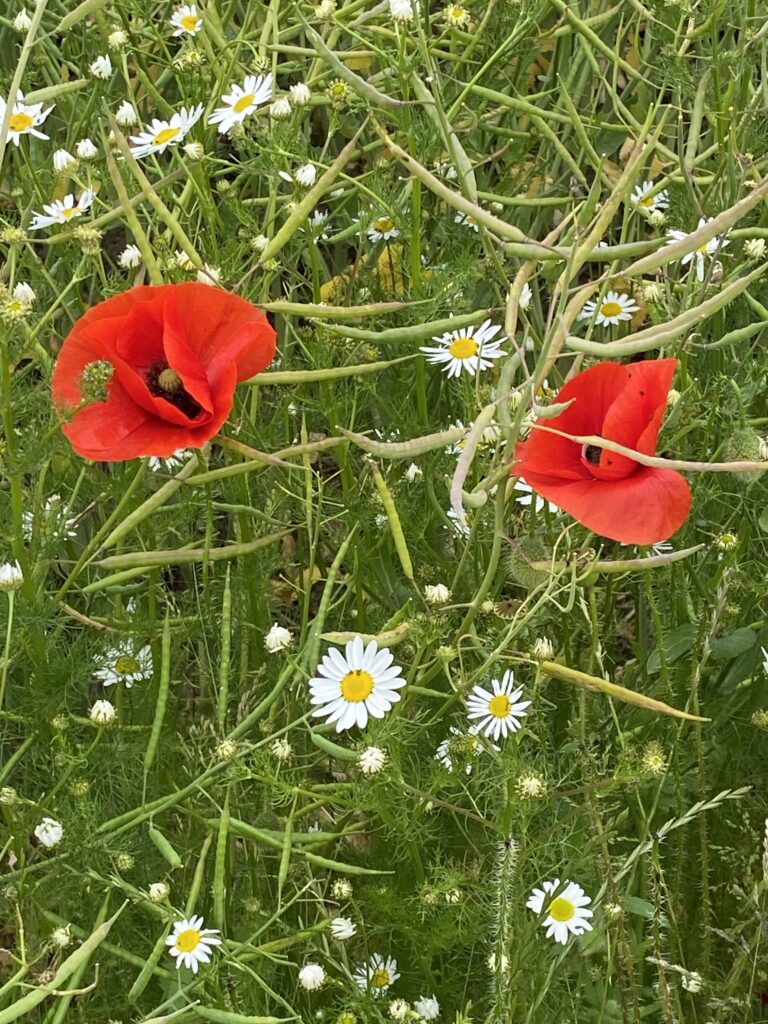 Grøftekantblomster i juni