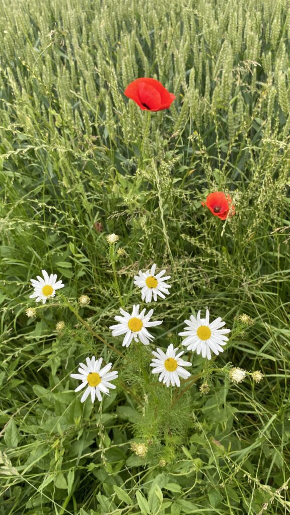 Grøftekantblomster i juni