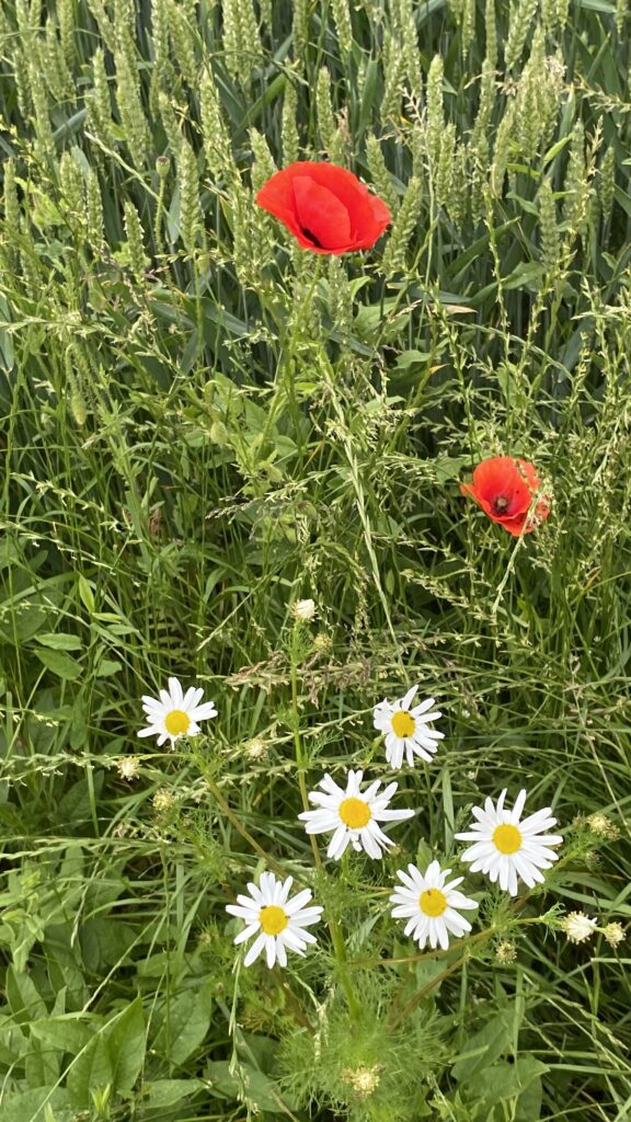 Grøftekantblomster i juni